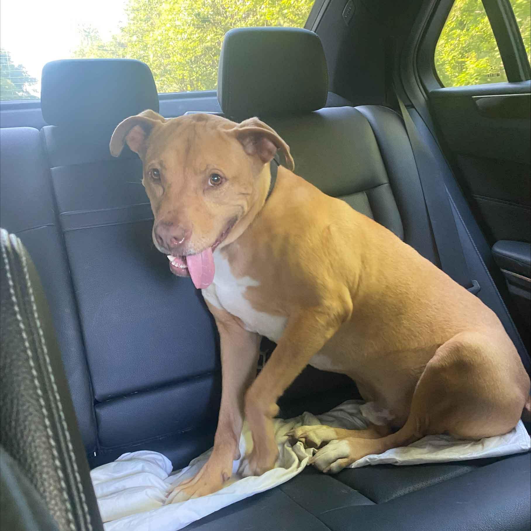 Dog Sitting In Car